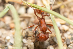 Pogonomyrmex salinus