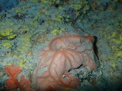 Spirastrella cunctatrix