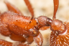 Pogonomyrmex salinus
