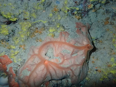 Spirastrella cunctatrix