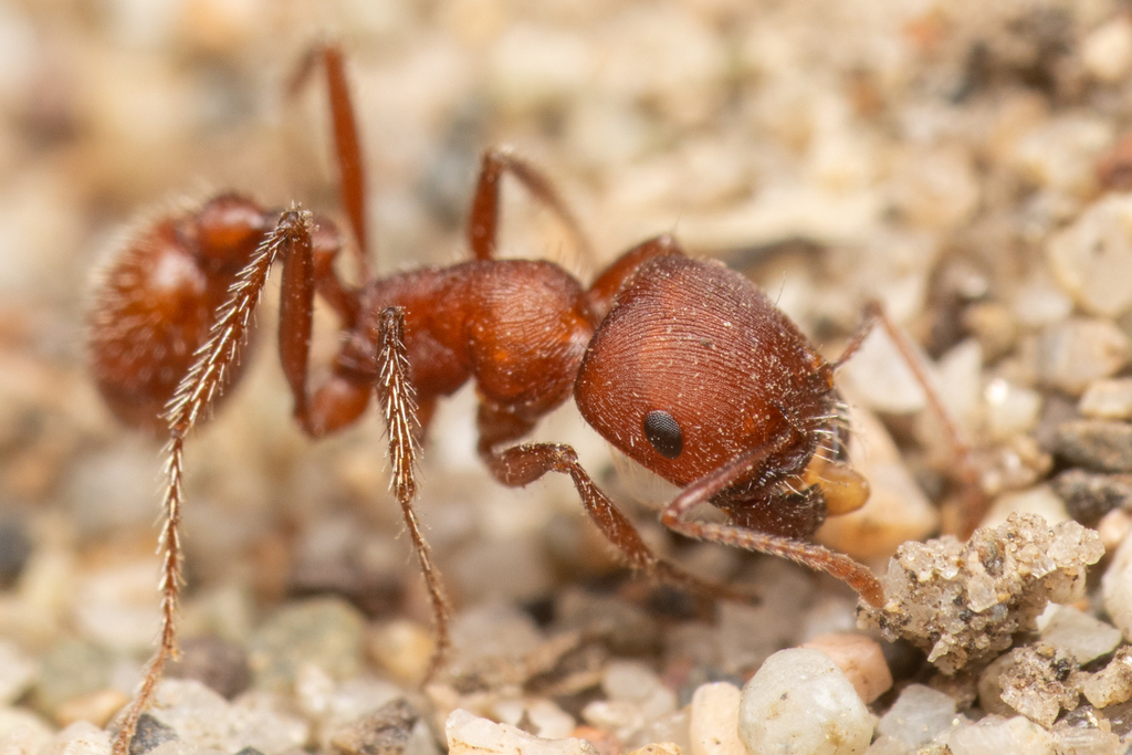 Owyhee Harvester Ant