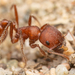 Owyhee Harvester Ant - Photo (c) Jason Headley, some rights reserved (CC BY-NC), uploaded by Jason Headley