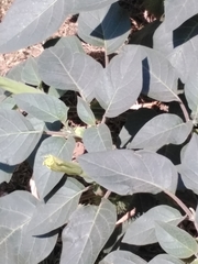 Brugmansia suaveolens