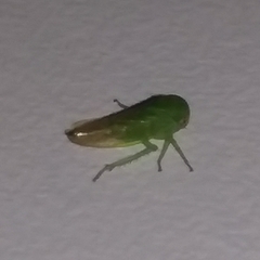 Cicadellidae
