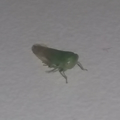 Cicadellidae