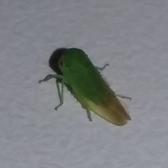 Cicadellidae