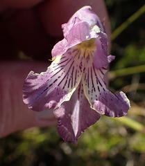Gladiolus mutabilis