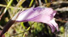 Gladiolus mutabilis