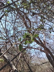 Strychnos madagascariensis