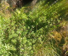 Osmitopsis osmitoides