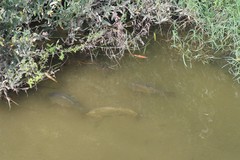 Cyprinus carpio