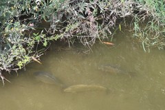 Cyprinus carpio