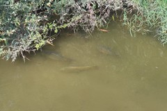 Cyprinus carpio