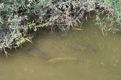 Cyprinus carpio