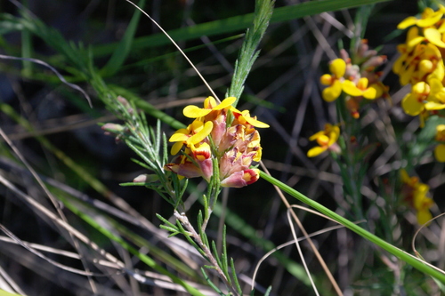 Image of Dillwynia floribunda by (c) Gary Williams, some rights reserved (CC BY-SA)