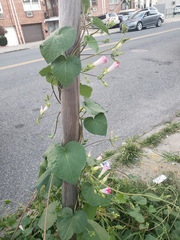 Angiospermae