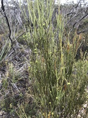 Choretrum glomeratum