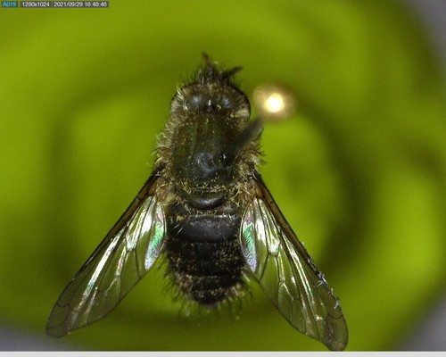 iNaturalist observation photo of Conophorus