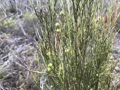 Choretrum glomeratum