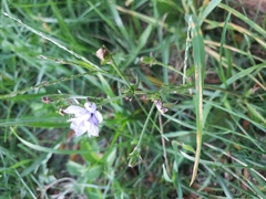 Angiospermae