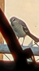 Mimus polyglottos