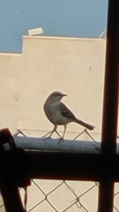 Mimus polyglottos