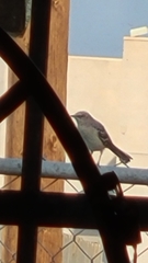 Mimus polyglottos