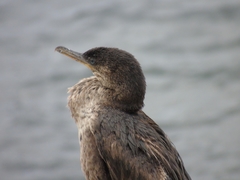 Nannopterum brasilianum