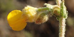 Hermannia stipulacea