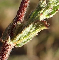 Hermannia stipulacea