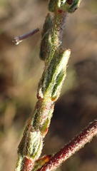 Hermannia stipulacea