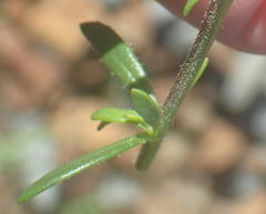 Pseudoselago prostrata