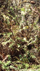 Hermannia stipulacea