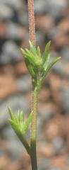 Pseudoselago prostrata