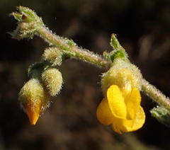 Hermannia stipulacea
