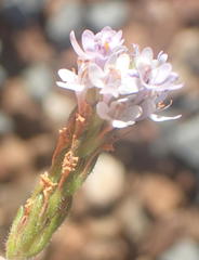 Pseudoselago prostrata