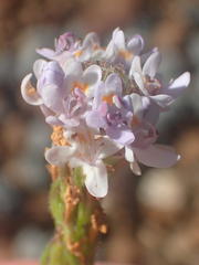 Pseudoselago prostrata