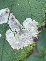 Calycomyza flavinotum