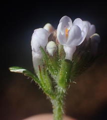 Pseudoselago prostrata