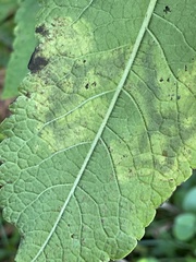 Calycomyza flavinotum