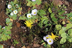 Othonna heterophylla