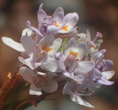 Pseudoselago prostrata