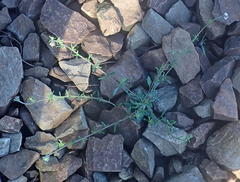 Pseudoselago prostrata