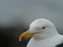 Larus dominicanus