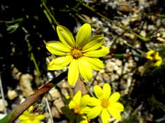 Osteospermum asperulum