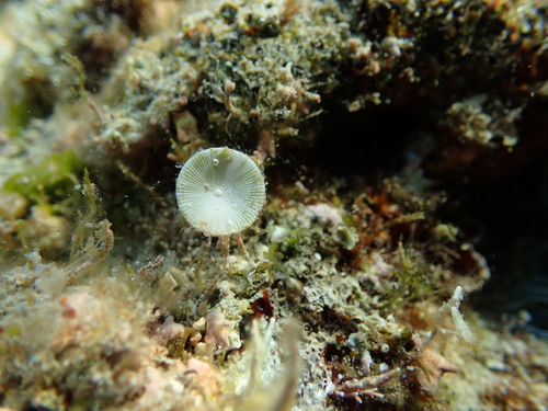 Jadranski klobučić (Acetabularia acetabulum)