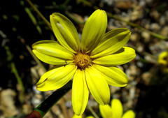 Osteospermum asperulum