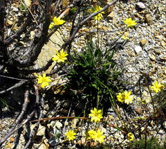 Osteospermum asperulum
