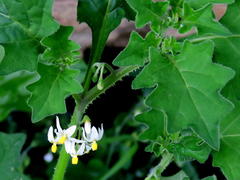 Solanum retroflexum