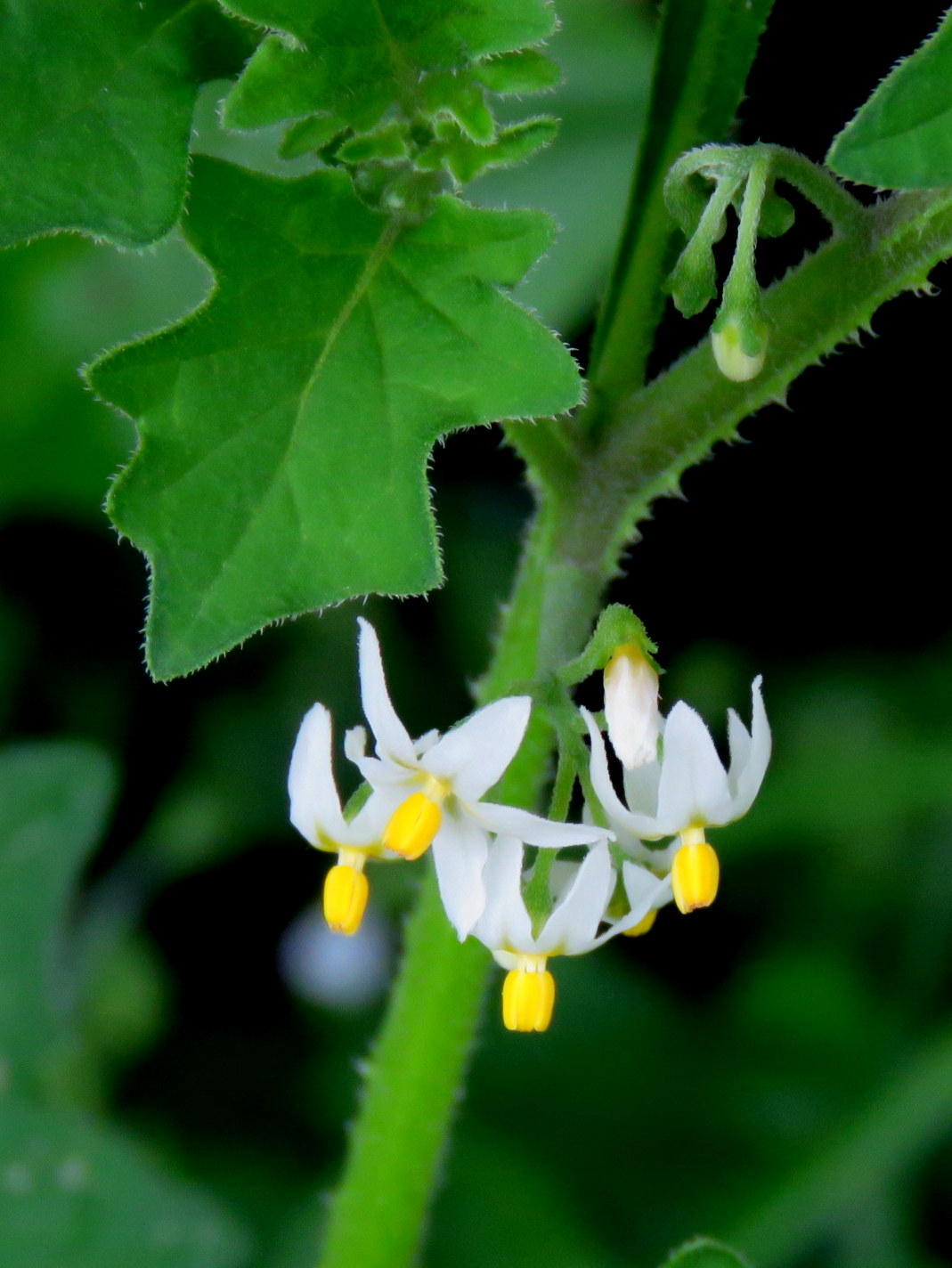 Solanum retroflexum